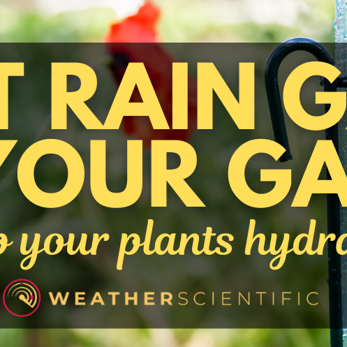 10 Best Rain Gauges for Your Garden: Keep Your Plants Hydrated by Weather Scientific